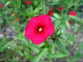 annual phlox